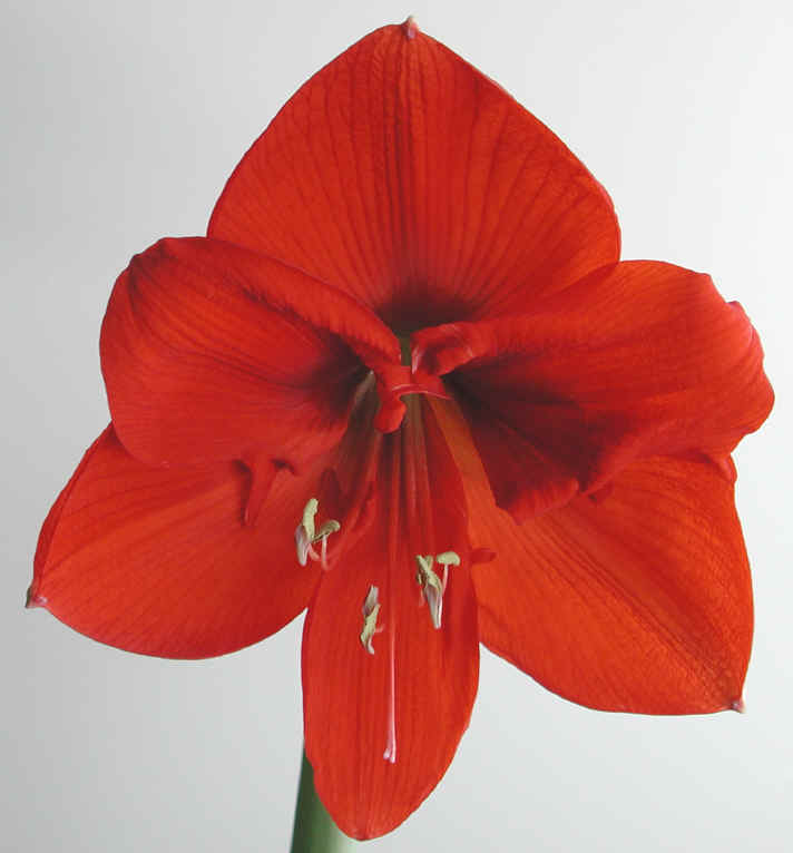 amaryllis-11