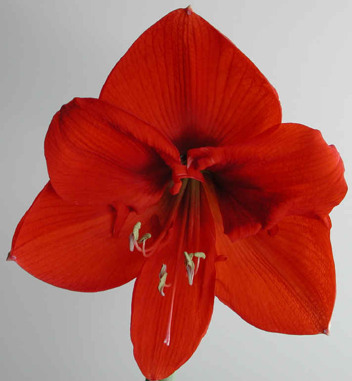 amaryllis-12