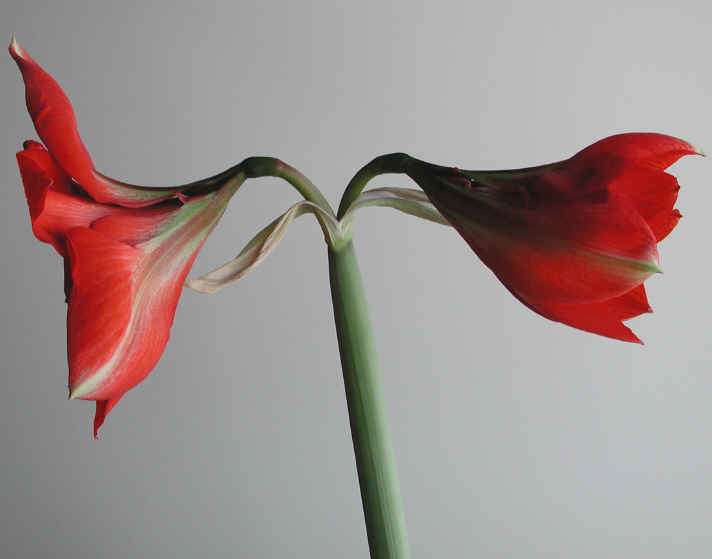amaryllis-15