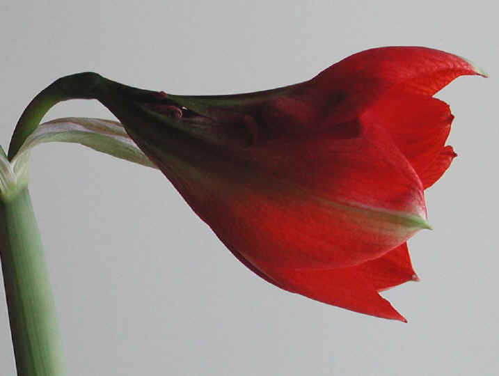amaryllis-15a