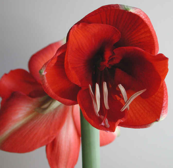 amaryllis-16