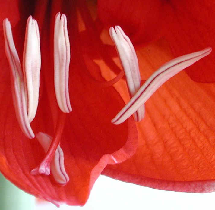 amaryllis-17a