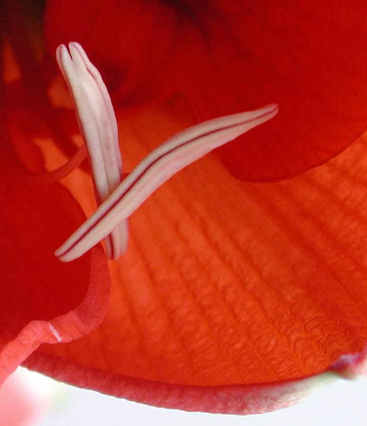 amaryllis-18a