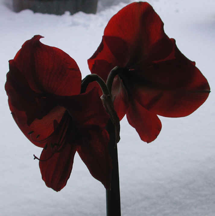 amaryllis-31