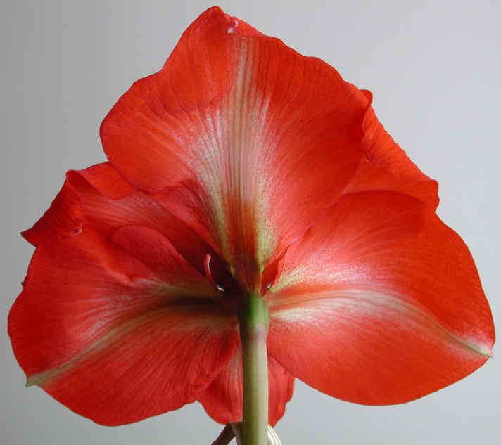 amaryllis-35