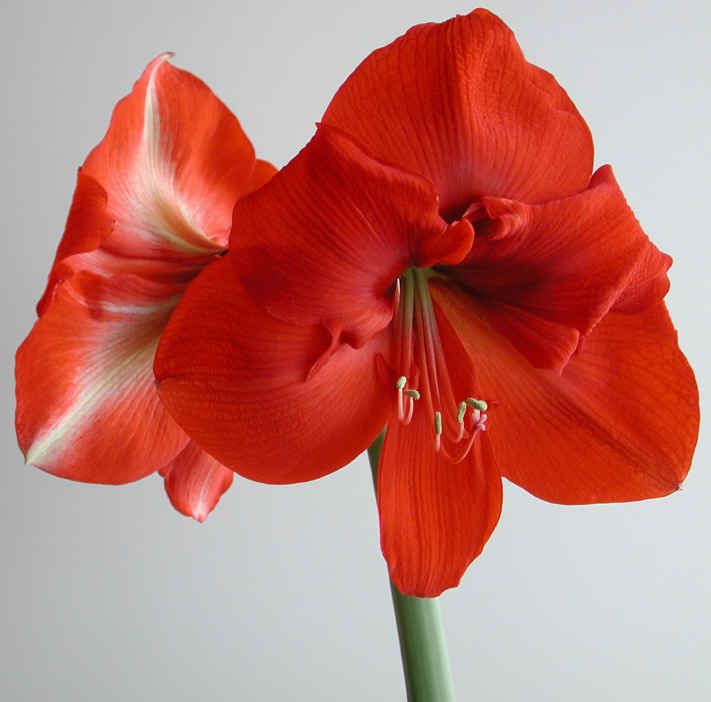 amaryllis-36