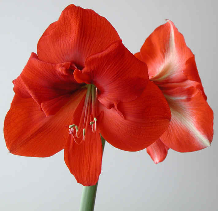 amaryllis-37