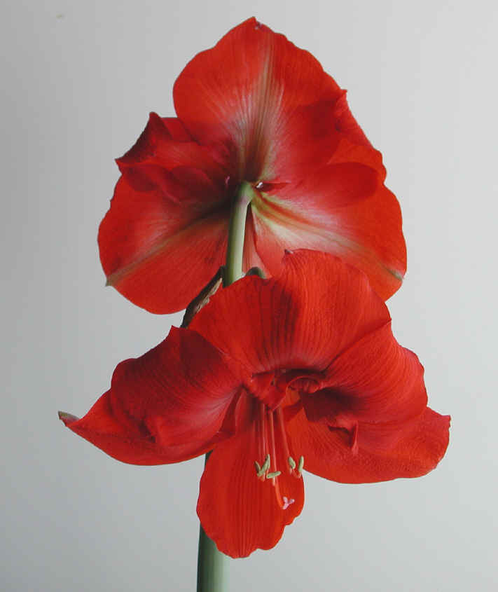 amaryllis-48