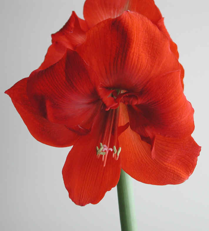 amaryllis-52