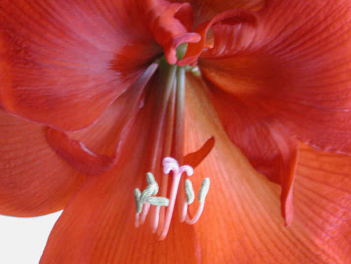 amaryllis-53