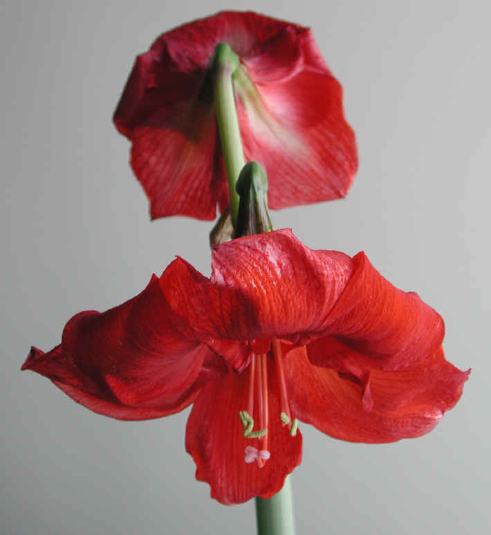 amaryllis-54