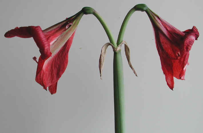 amaryllis-56