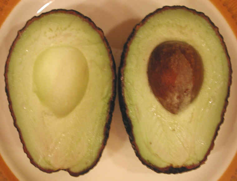 avocado-00b
