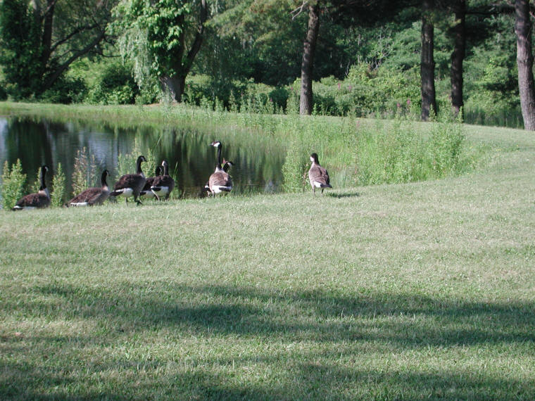 Canada Goose or Geese (Branta canadensis) - 06