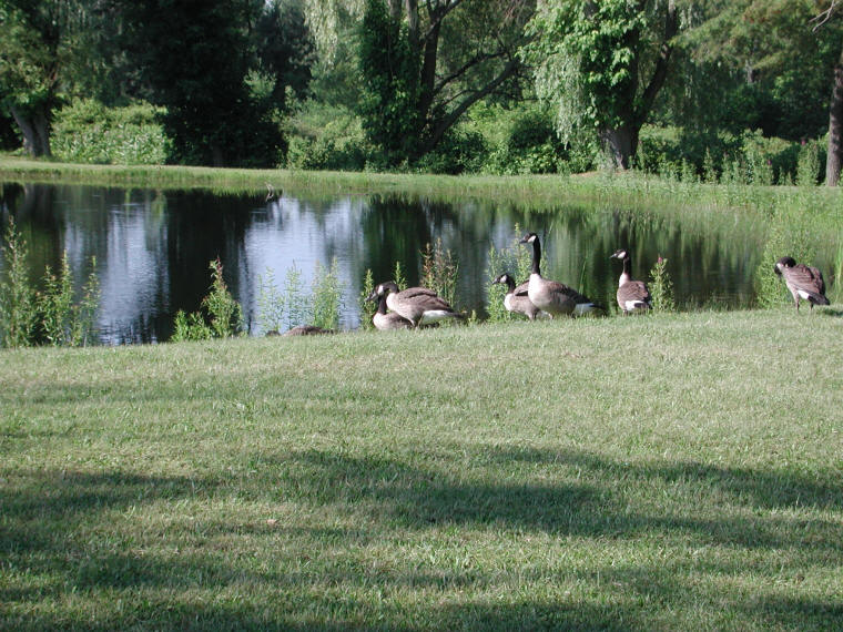 Canada Goose or Geese (Branta canadensis) - 07