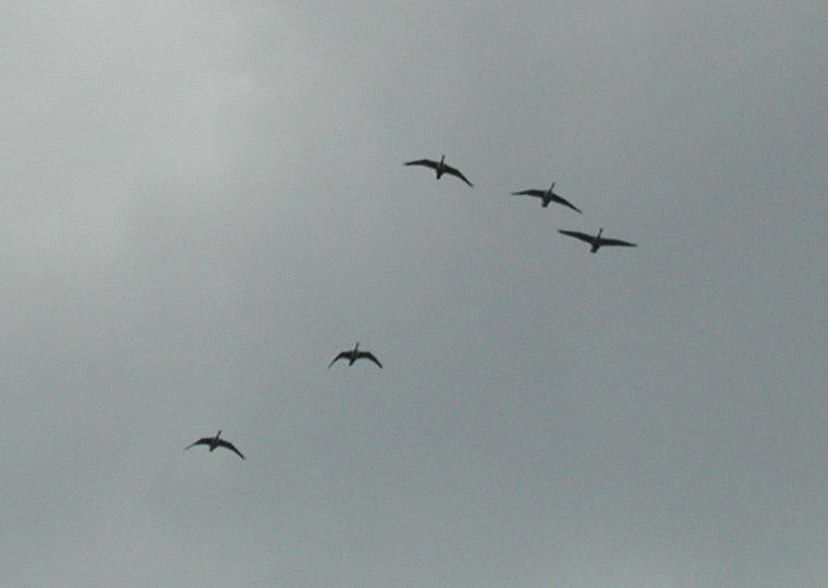 Canada Goose or Geese (Branta canadensis) - 08