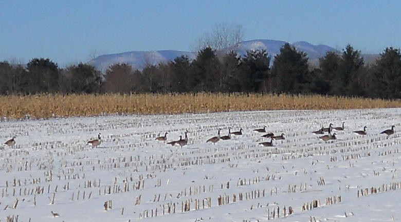 Canada Goose or Geese (Branta canadensis) - 10