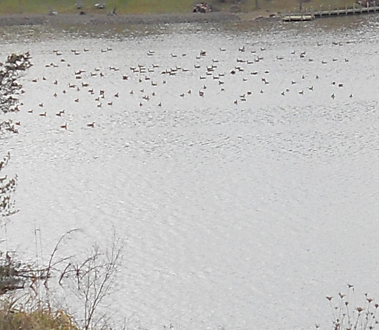 Canada Goose or Geese (Branta canadensis) - 12