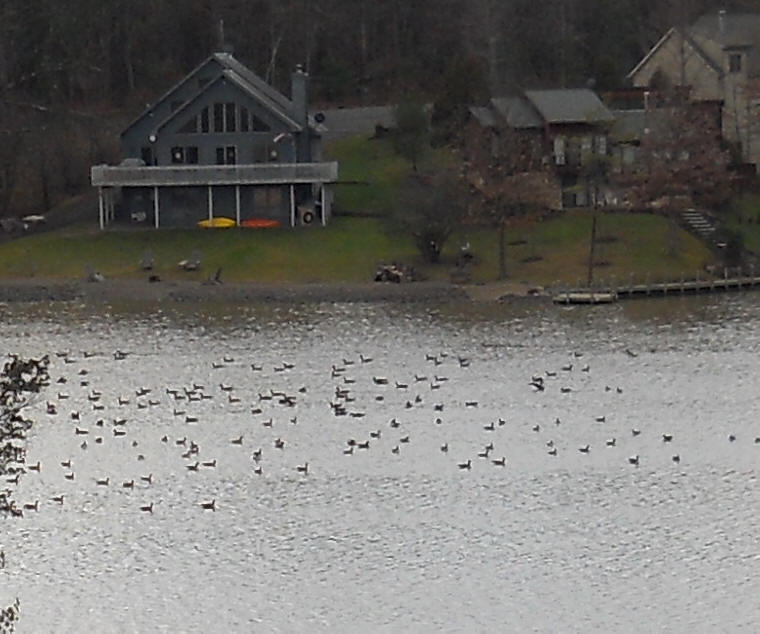 Canada Goose or Geese (Branta canadensis) - 13