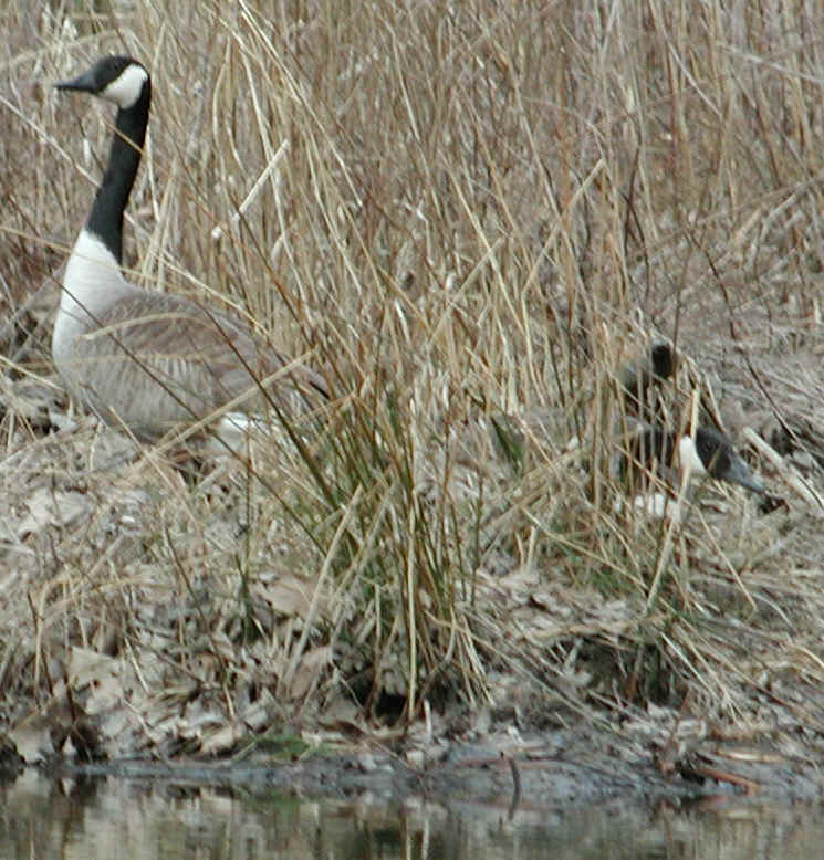 cangeese-nest1.jpg (700706 bytes)