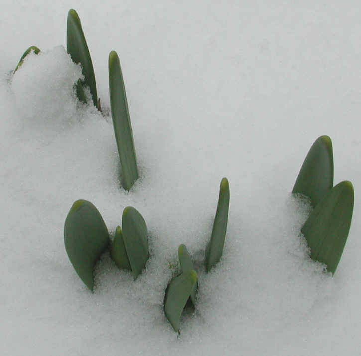 Daffodil (Narcissus) - Awakening - 8 Apr 2003 - 01