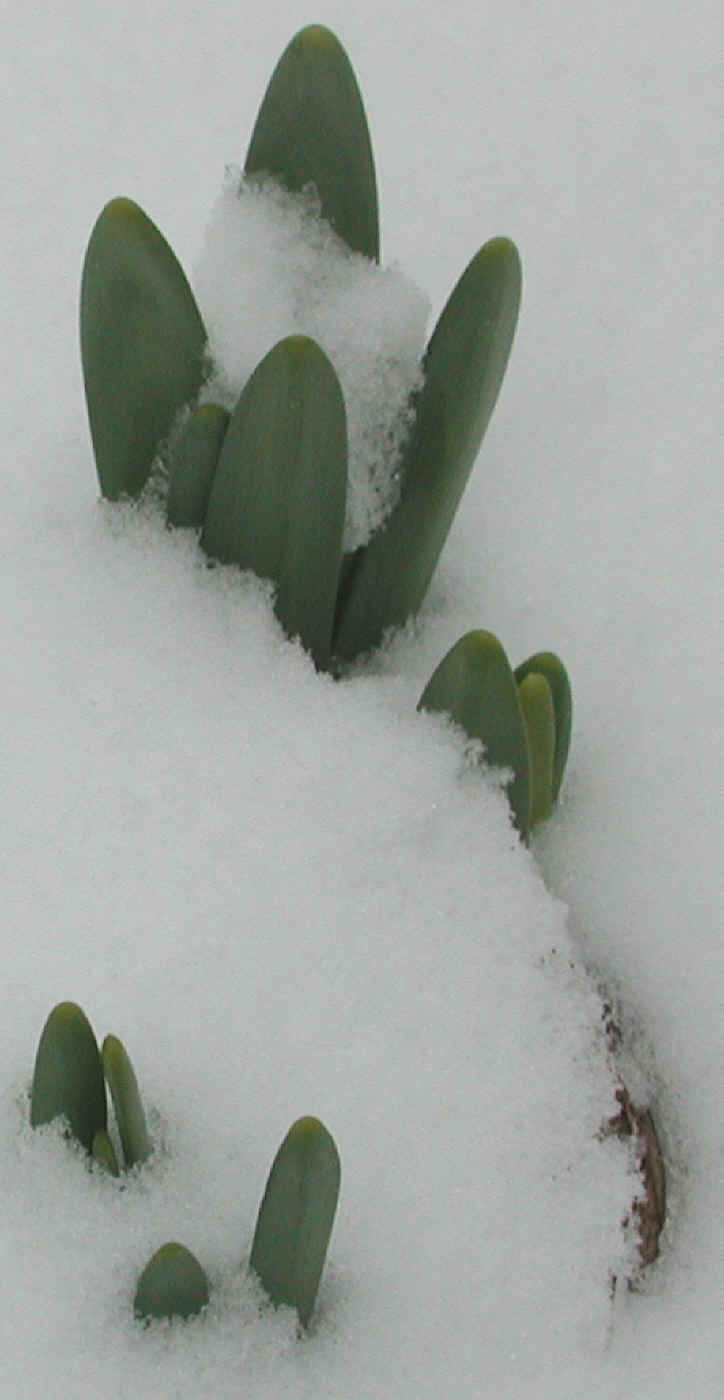 Daffodil (Narcissus) - Awakening - 8 Apr 2003 - 02