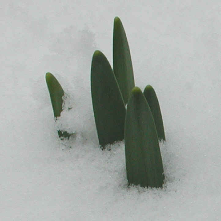 Daffodil (Narcissus) - Awakening - 8 Apr 2003 - 03