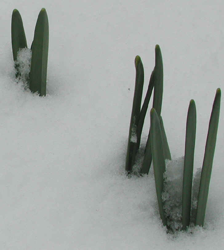 Daffodil (Narcissus) - Awakening - 8 Apr 2003 - 03a