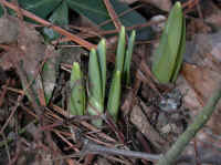 daffodil-awake1