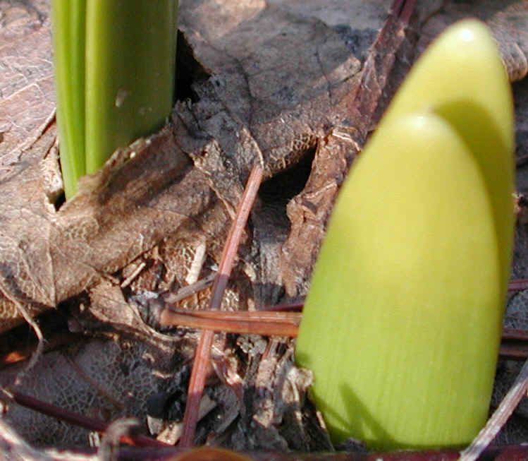daffodil-awake2