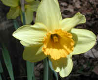 Daffodil - Flower - 05