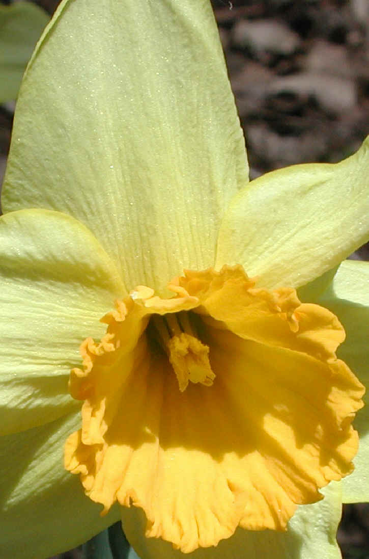 Daffodil (Narcissus) - Flower - 05a
