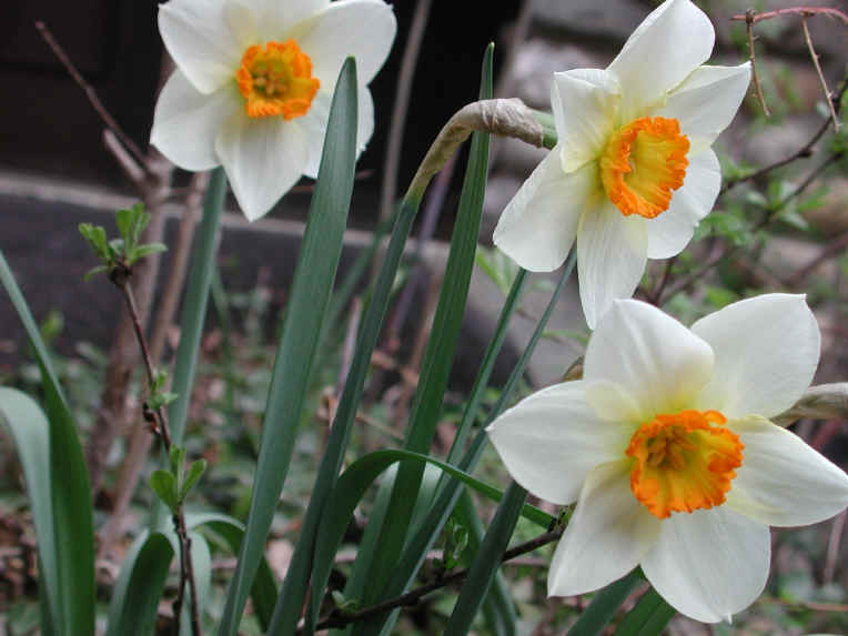 Daffodil (Narcissus) - Flower - 07