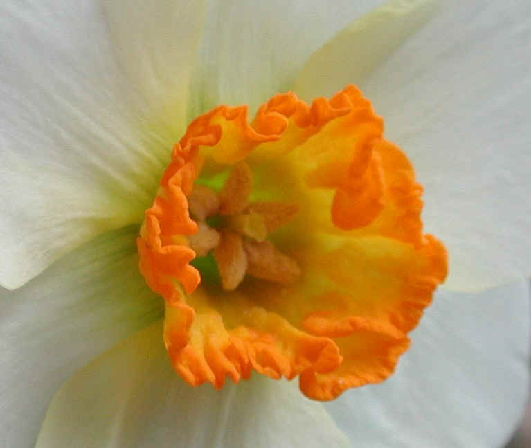 Daffodil (Narcissus) - Flower - 08a