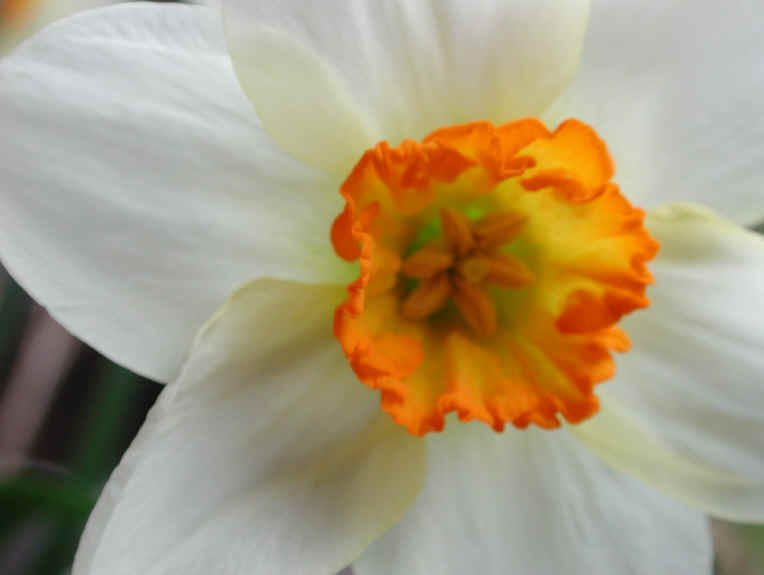 Daffodil (Narcissus) - Flower - 09