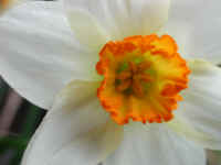 Daffodil - Flower - 09