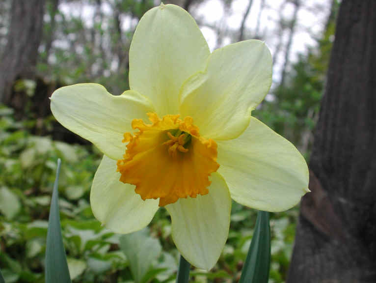 Daffodil (Narcissus) - Flower - 10
