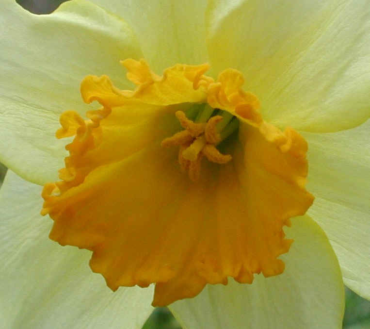Daffodil (Narcissus) - Flower - 10a