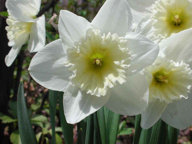 Daffodil (Narcissus) - Flower - 11