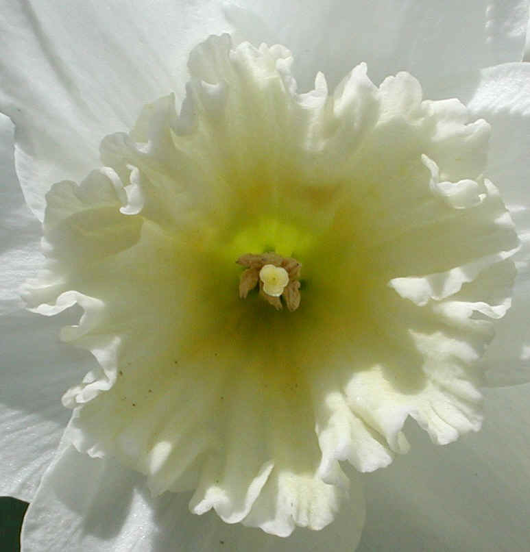Daffodil (Narcissus) - Flower - 11a
