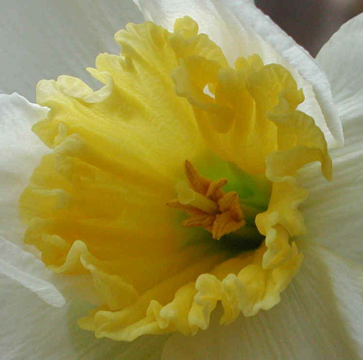 daffodil-flower2