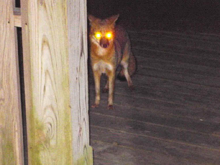 Our Neighbors The Foxes - Grey or Gray Fox (Urcyon cinereoargenteus) - 29