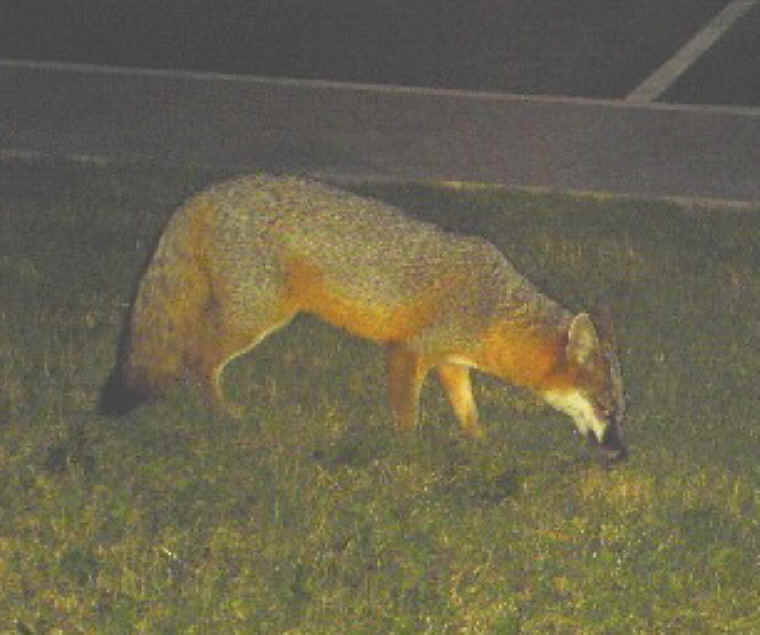 Our Neighbors The Foxes - Grey or Gray Fox (Urcyon cinereoargenteus) - 31