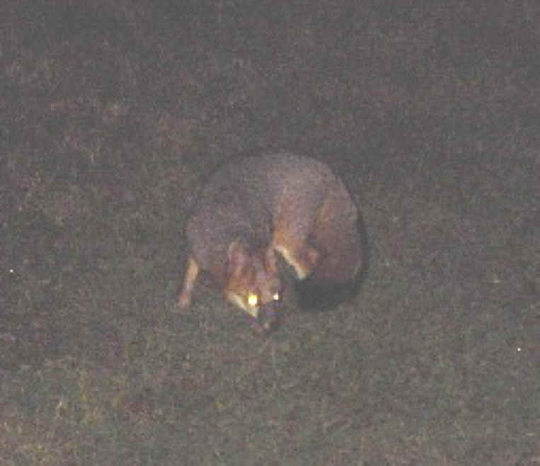 Our Neighbors The Foxes - Grey or Gray Fox (Urcyon cinereoargenteus) - 32