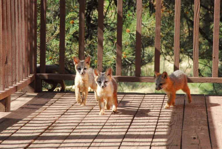 Our Neighbors The Foxes - Grey or Gray Fox (Urcyon cinereoargenteus) - 34