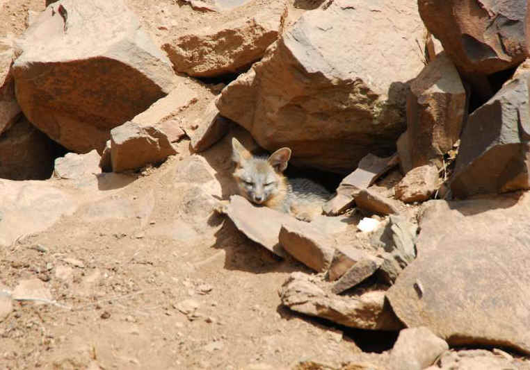 Our Neighbors The Foxes - Grey or Gray Fox (Urcyon cinereoargenteus) - 43