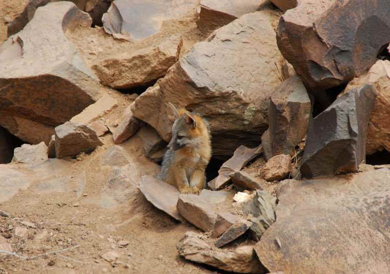 Our Neighbors The Foxes - Grey or Gray Fox (Urcyon cinereoargenteus) - 44