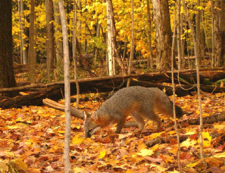 Our Neighbors The Foxes - Grey or Gray Fox (Urcyon cinereoargenteus) - 46