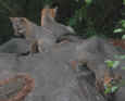fox2.jpg (32200 bytes)
