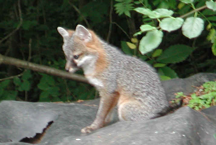 Our Neighbors The Foxes - Grey or Gray Fox (Urcyon cinereoargenteus) - 26